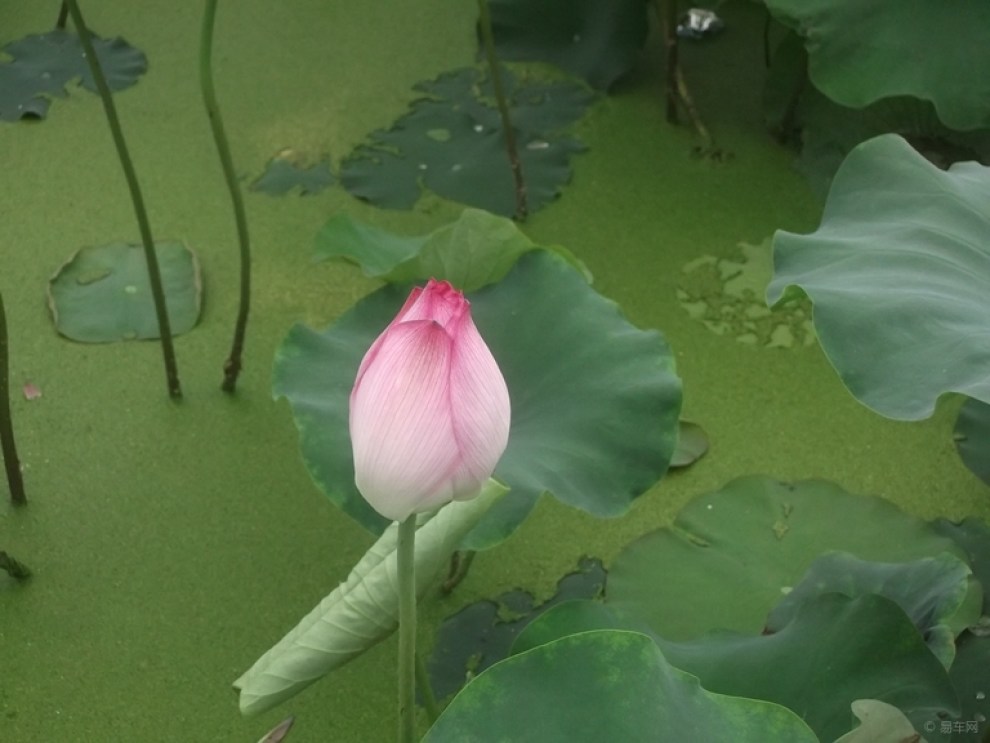 【夏天天热走起池边观赏荷花解暑降温寻美景】