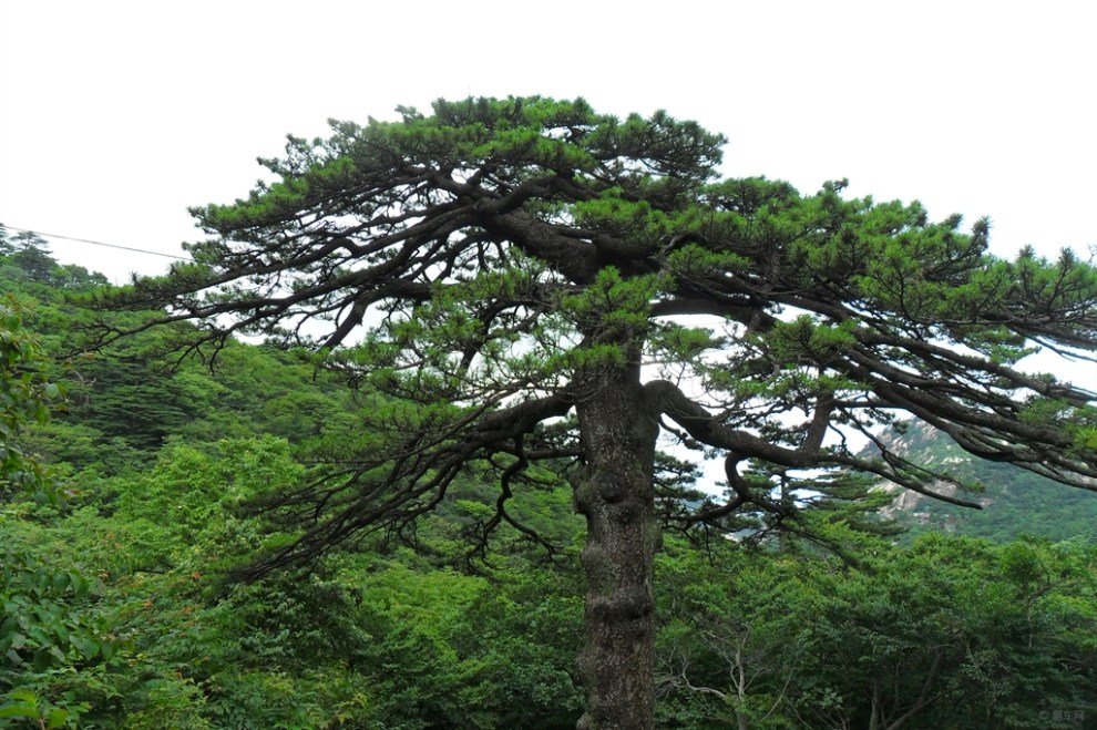 【【每日图鉴】 黑虎松】_安徽论坛图片集锦_汽车论坛-易车网