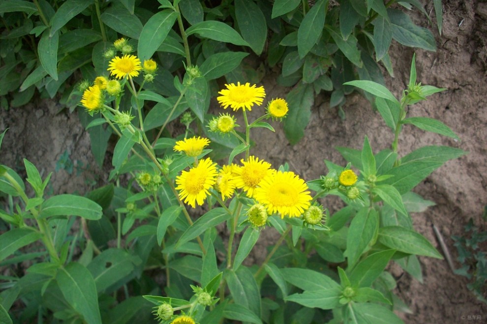 【【首发原创】欣赏水朝阳花】_山东论坛图片