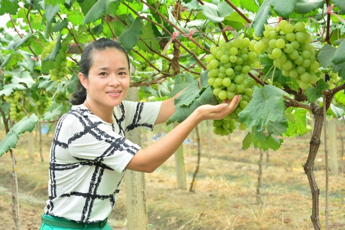 【【无锡车友会】带女儿做义工之鸿山葡萄节义