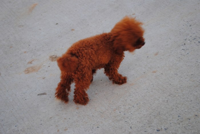 【转台阶上道 路边走 起跟拍段 泰迪 玩耍继行】_