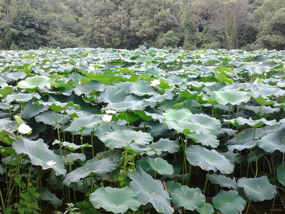 【8月8日、竹叶海公园看白荷花】_福克斯论坛