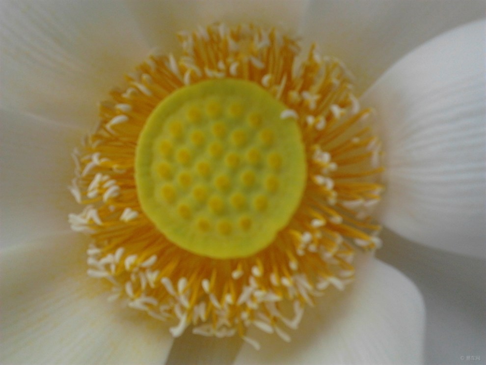 【8月8日、竹叶海公园看白荷花】_福克斯论坛