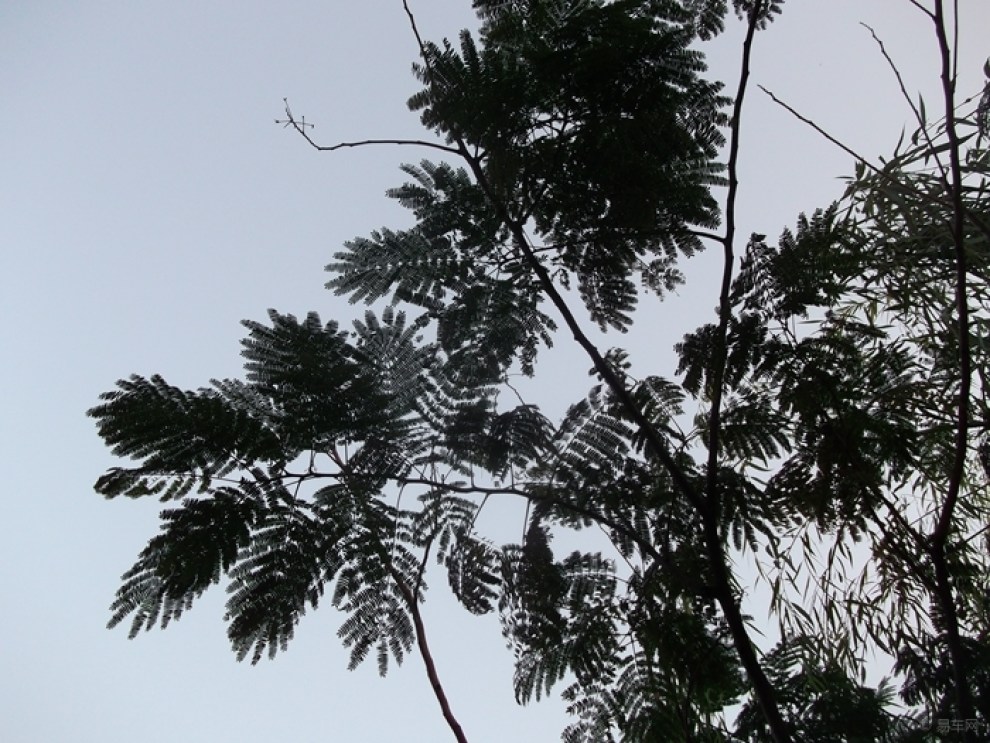 【小河边的垂柳依依】_安徽论坛图片集锦_汽