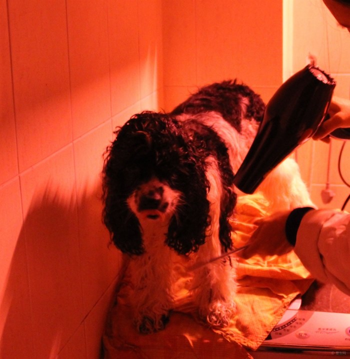 【【驯养秘籍】给狗狗洗澡的那些事。】_宠物