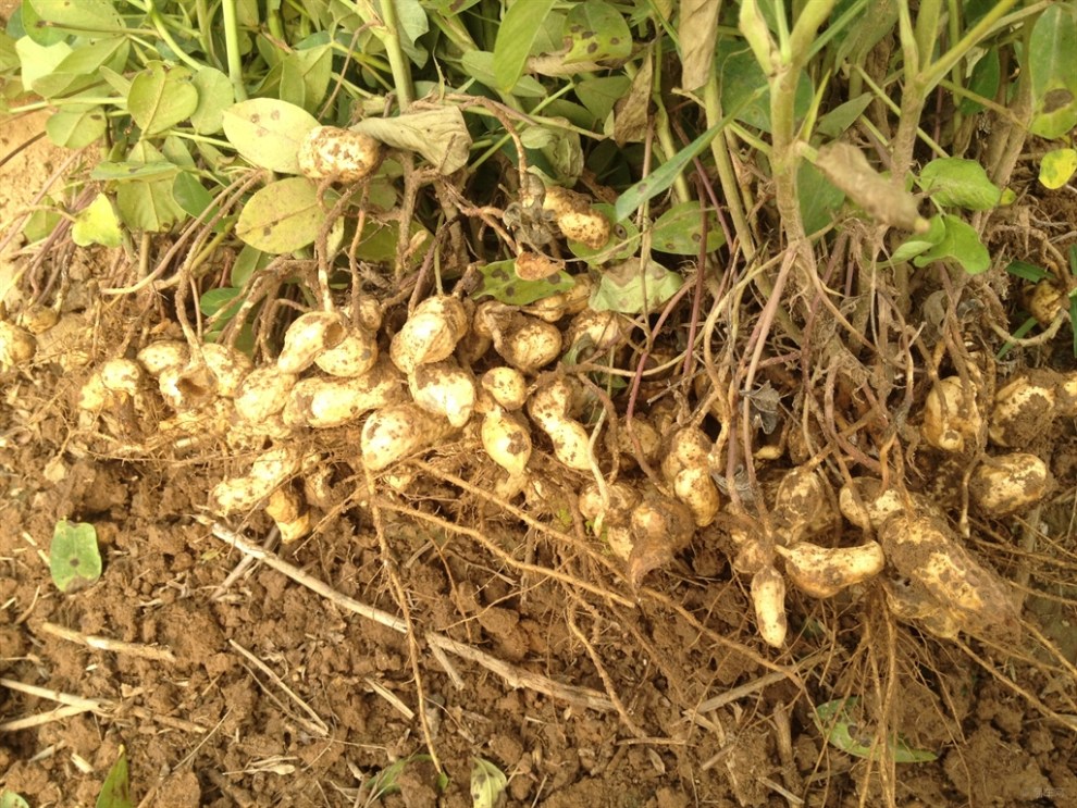 【【生活记录】拔花生!】_河南论坛图片集锦_汽车论坛-易车网