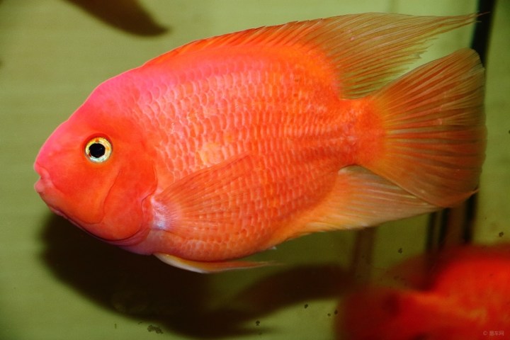 【【yusan5758】财神鱼】_宠物当家论坛