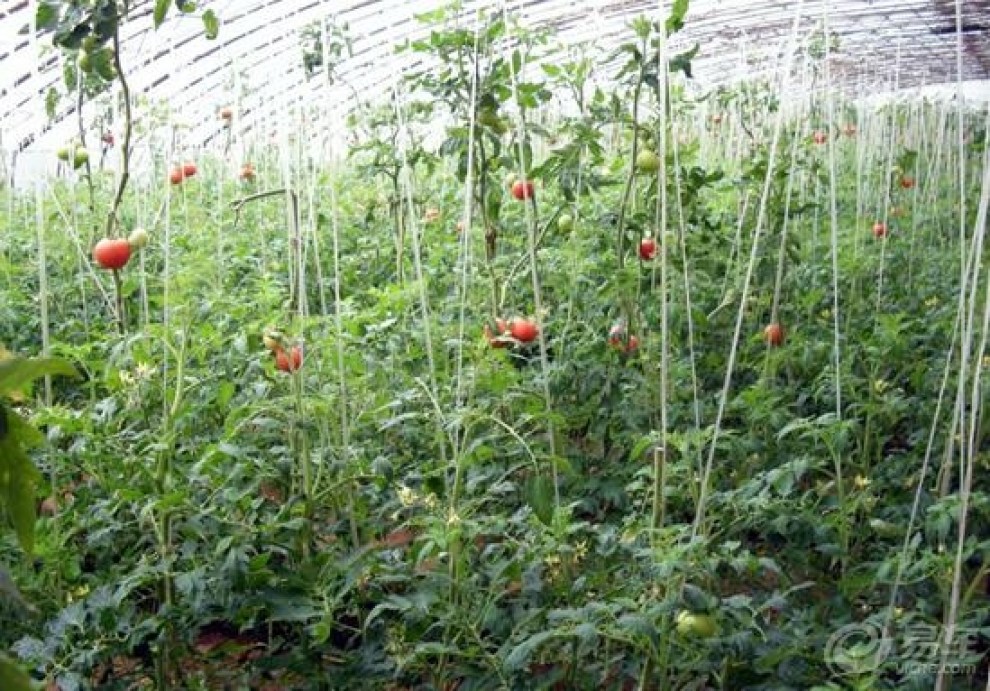 【轰九大队哈尔滨金秋葡萄王国之旅】_哈弗H