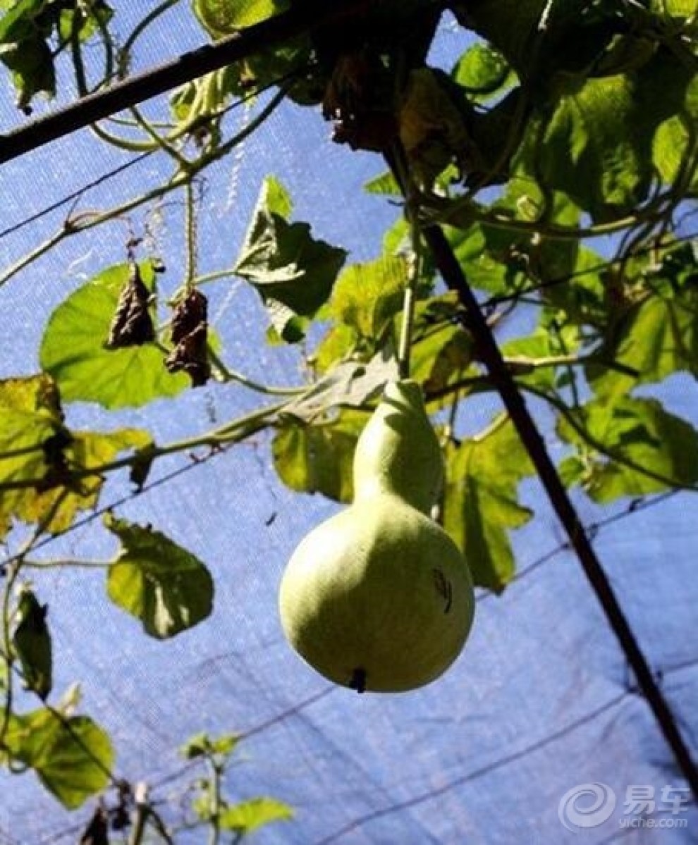 【轰九大队哈尔滨金秋葡萄王国之旅】_哈弗H