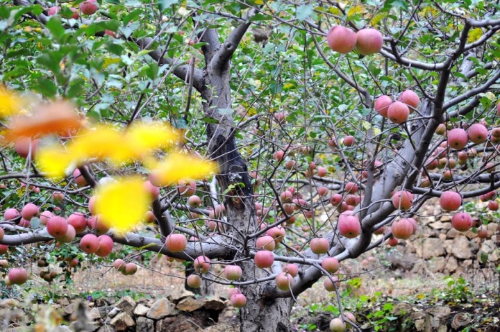 【【原创首发】收获的季节】_长城C30论坛