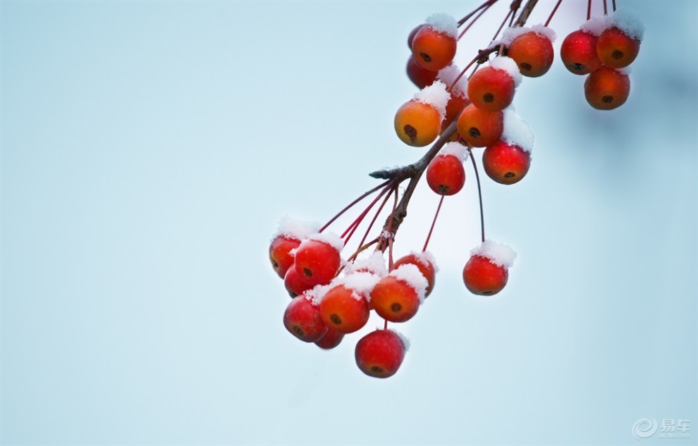 【【我眼中的冬日情怀】一颗果,一片雪,一颗心