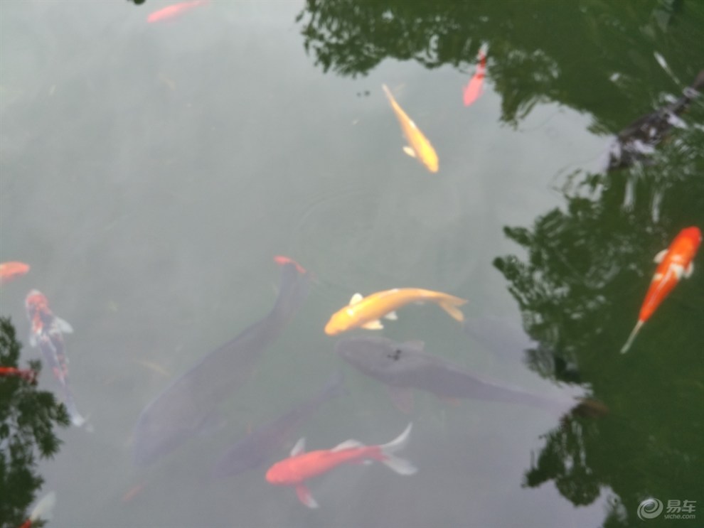 【池塘里小鱼儿】_山东论坛图片集锦