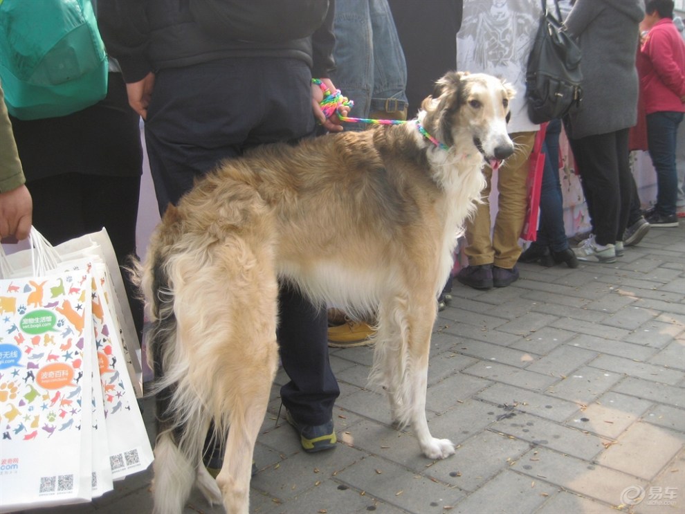 【【欢乐萌宠第一季】会场上的俄罗斯猎狼犬】