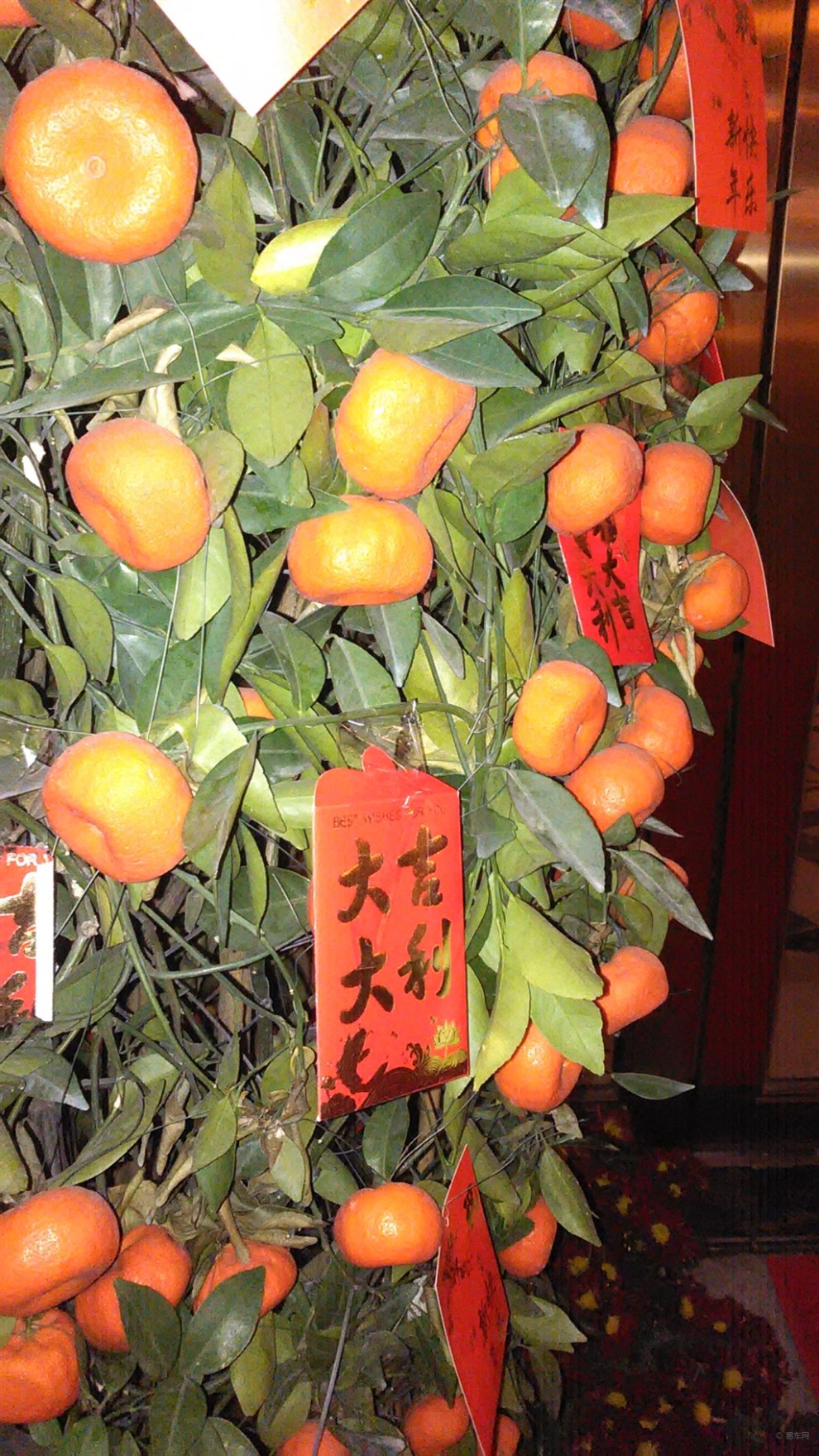 【晚间开车出去逛,随手拍花。】_新赛欧论坛图