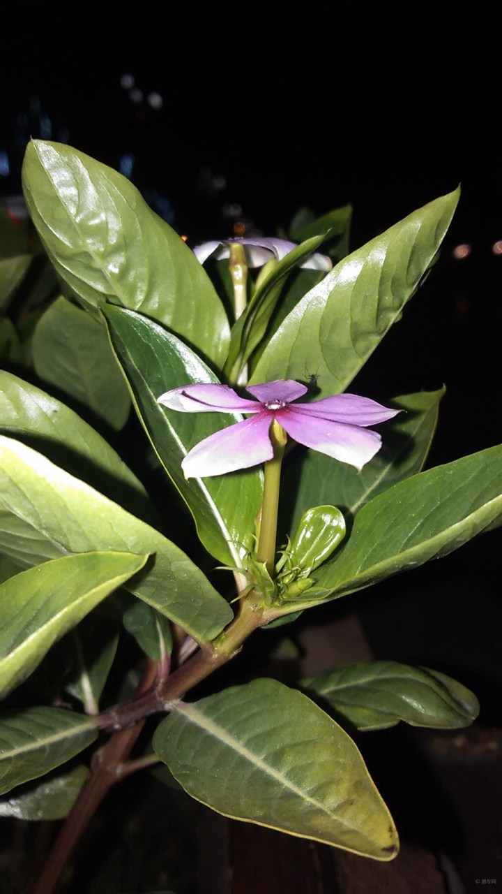 【晚间开车出去逛,随手拍花。】_新赛欧论坛