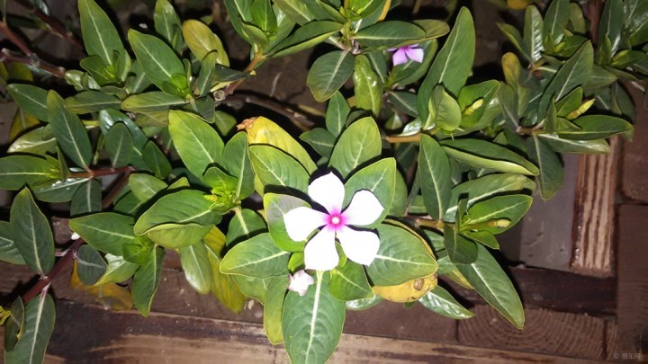 【晚间开车出去逛,随手拍花。】_新赛欧论坛