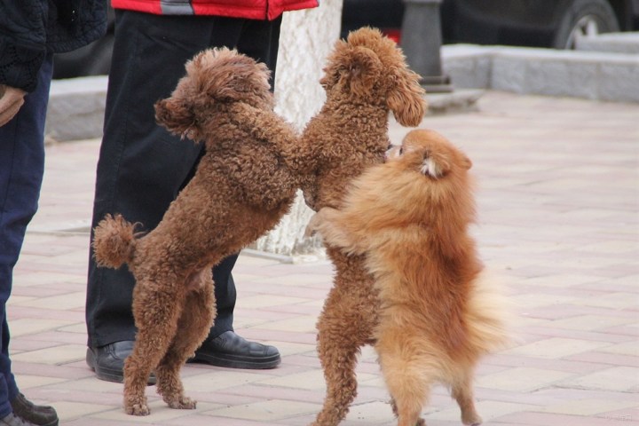【开心萌宠迎新春】开心打闹的狗狗们.