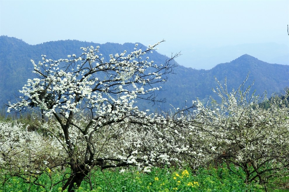 【四川cs35车友会】青山:春暖花开大邑雾山大坪村赏花之旅