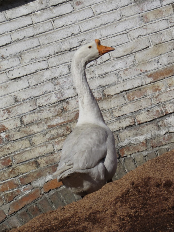 【家养大鹅】_宠物当家论坛