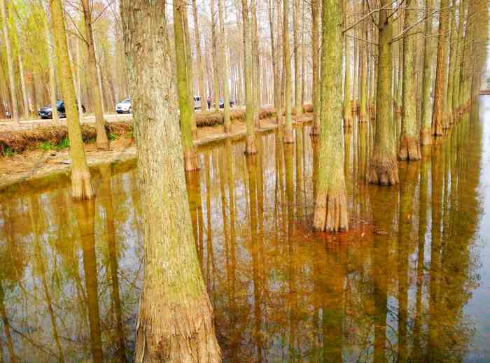 【驾着小福去禄洋湖湿地公园】福克斯论坛