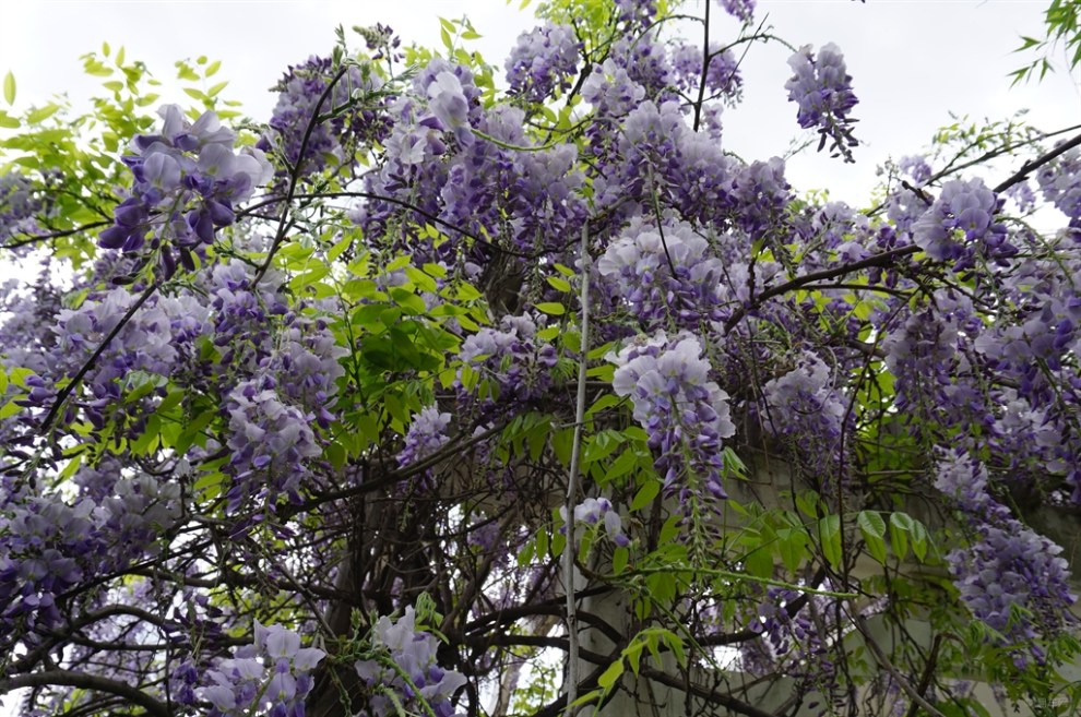 【【走进春天里】樱花开尽看紫藤 浓香四溢春