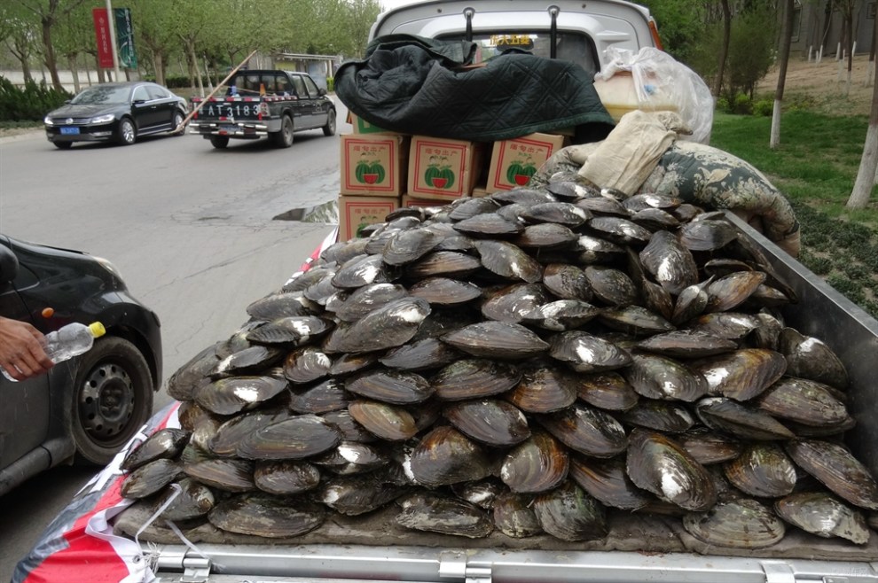 【新鲜河蚌怎样做着吃】_河北论坛图片集锦
