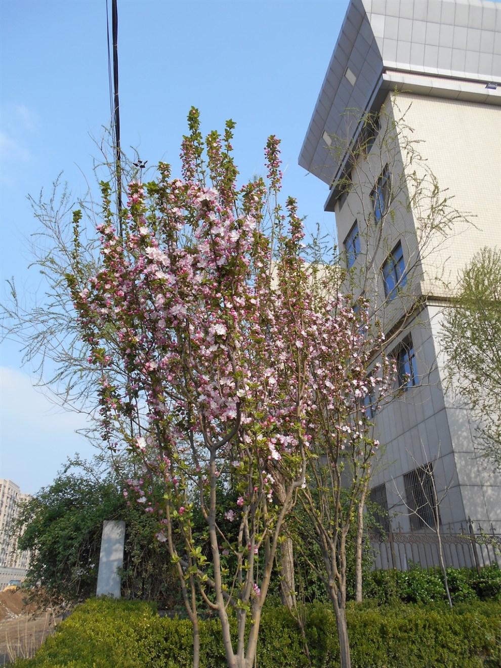 【首发】西府海棠开花
