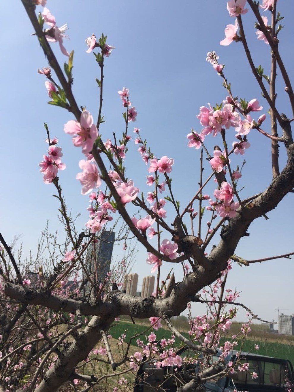 【春天里,桃花开,风筝飞飞飞~】_河北论坛图片