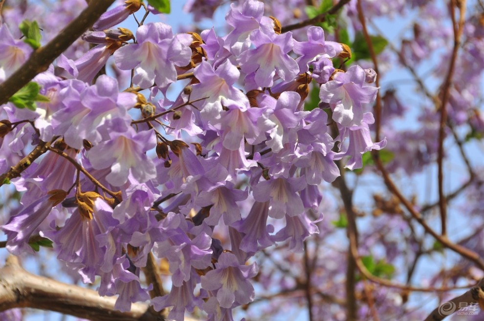 【梧桐花开幽静处,淡淡花香飘满城】_辽宁论坛