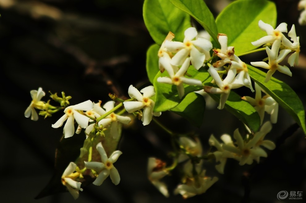【风车茉莉香】_安徽论坛图片集锦