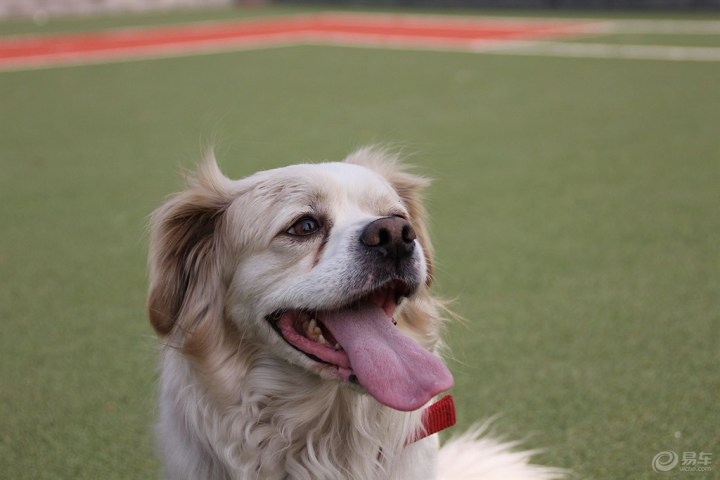 【聪明伶俐的杂交犬】_宠物当家论坛