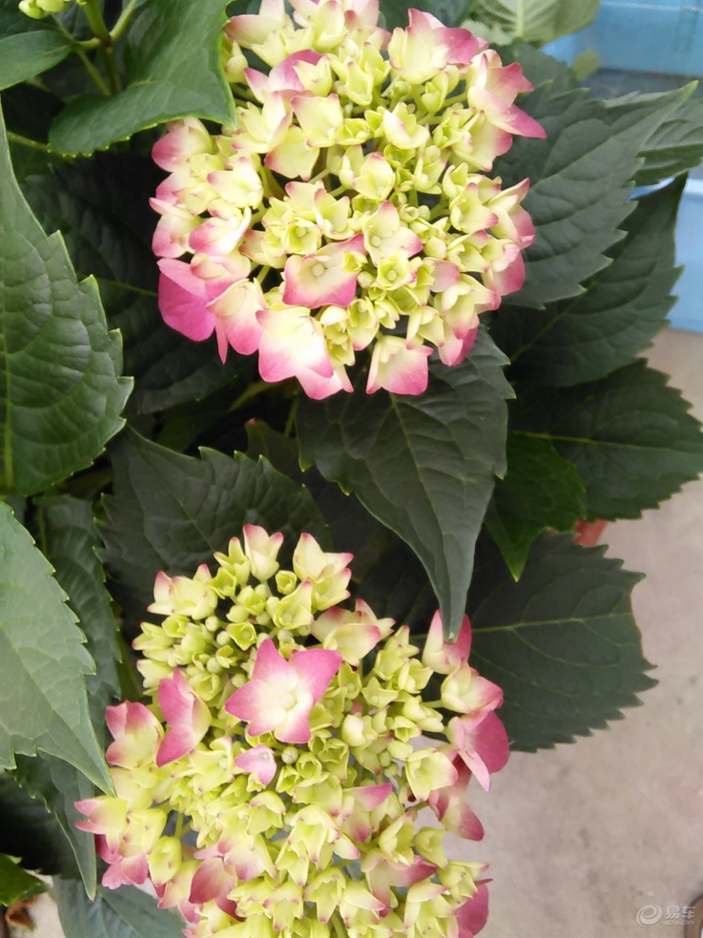 【【精华帖争霸赛】变色花(6月第1期)】_江苏论坛图片集锦_汽车论坛-易车网