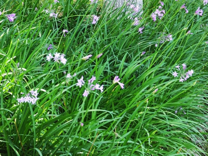 【【精华帖争霸赛】紫娇花(6月第1期)】_江苏