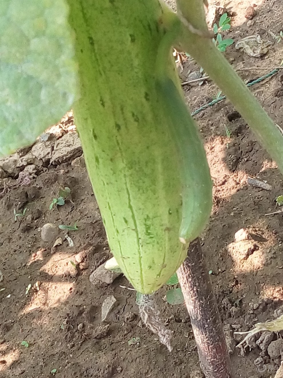 【黄瓜开花结果】_辽宁论坛图片集锦