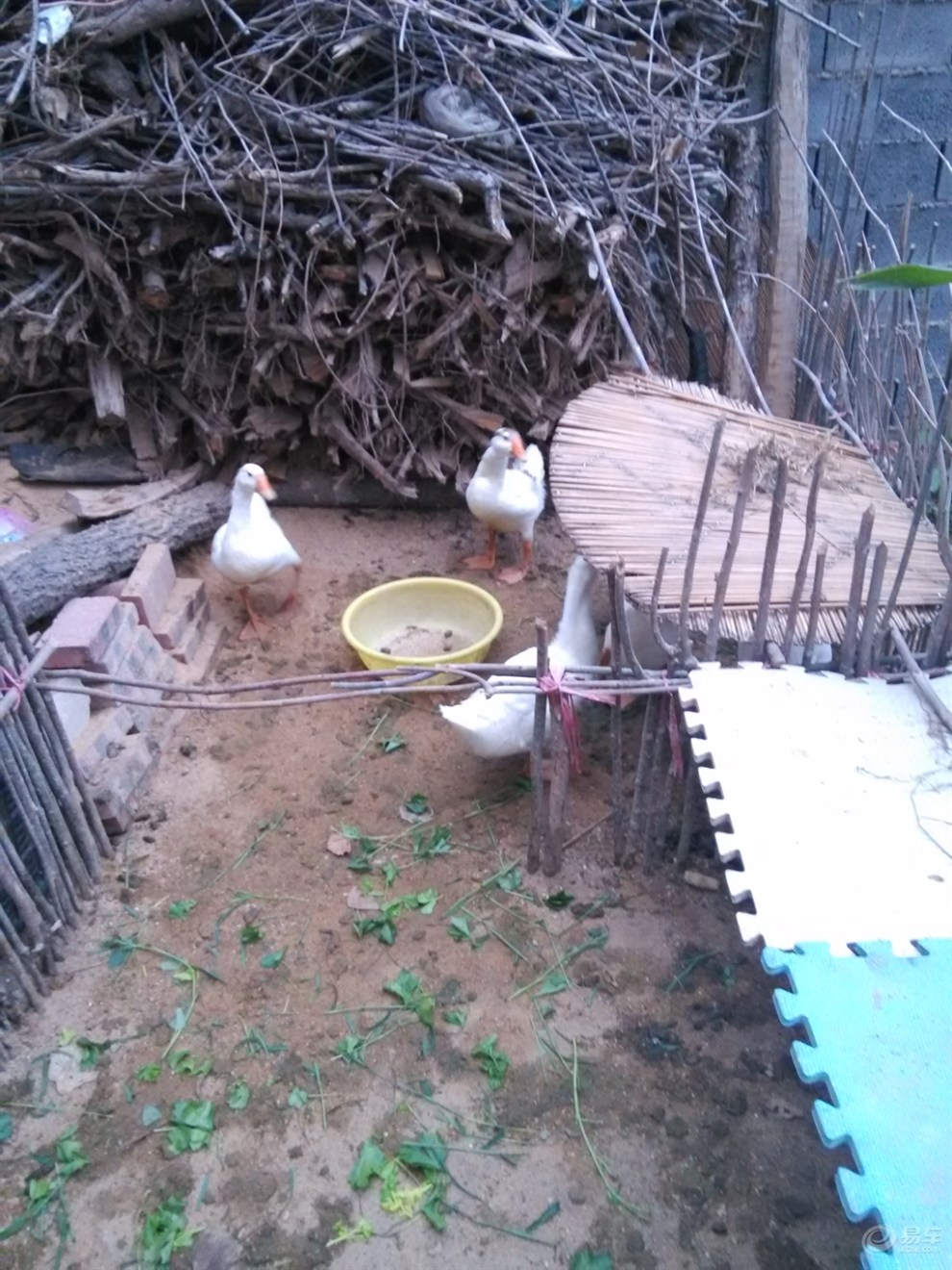 【【原创首发】妈妈老家养的鸡鸭鹅】_山东论