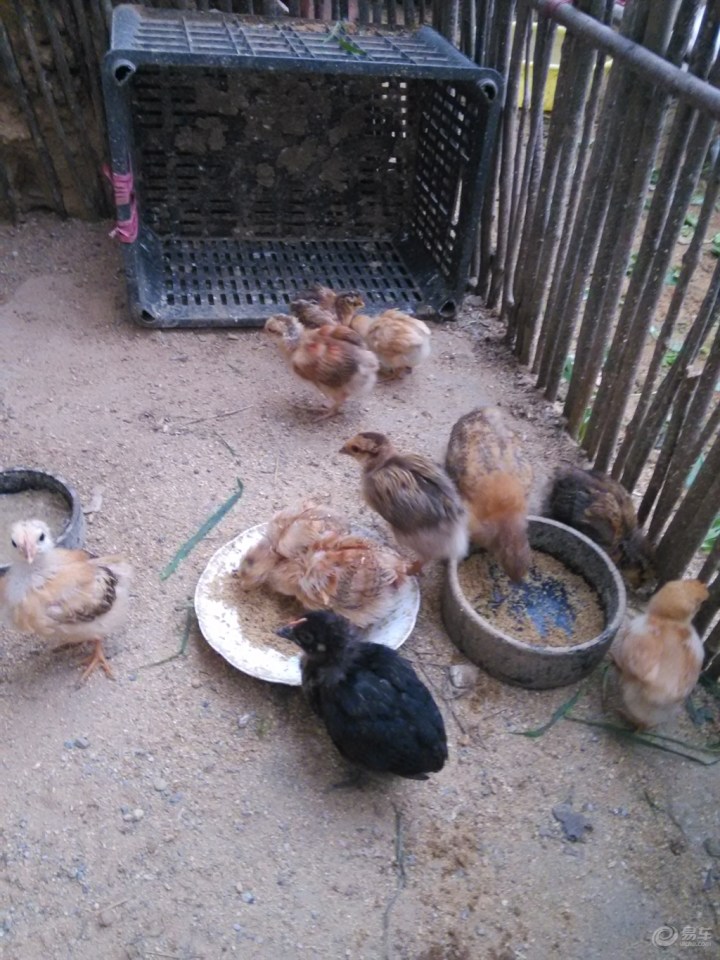 【【原创首发】妈妈老家养的鸡鸭鹅】_山东车