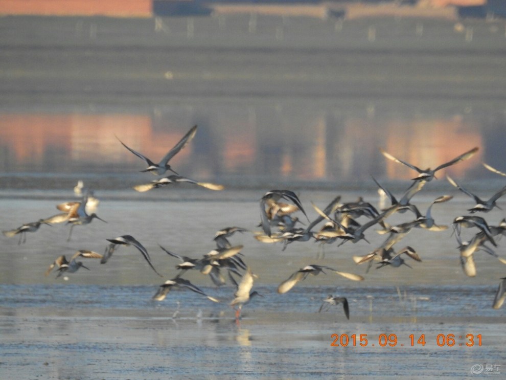 【晨光无限美,百鸟齐飞翔】_摄影论坛图片集锦