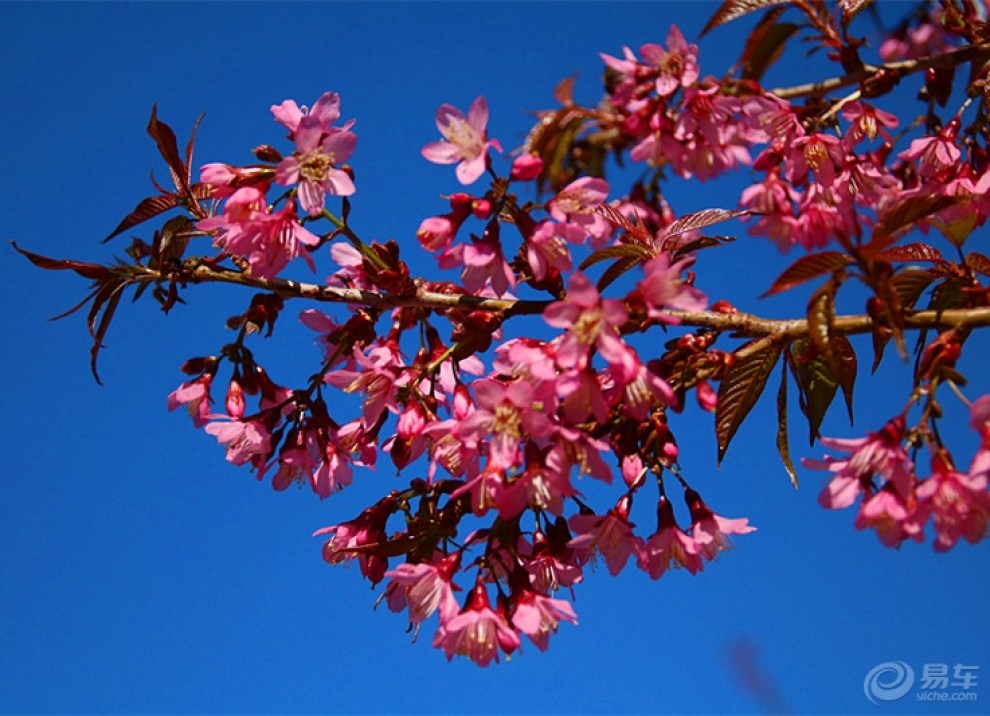 【花团锦簇的冬樱花】_云南论坛图片集锦