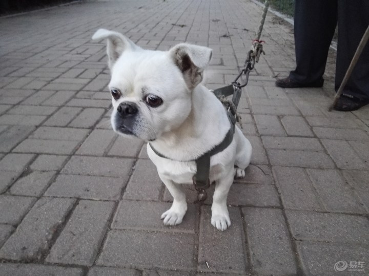 【京巴串串和它的小伙伴】_宠物当家论坛_汽车论坛-易车网