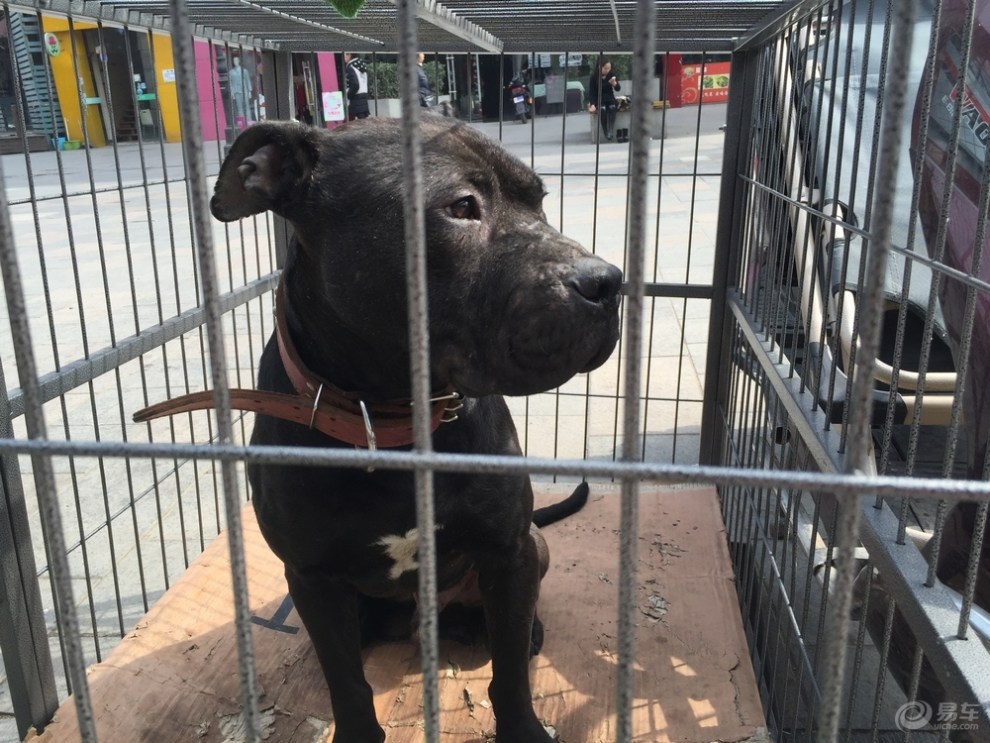 【一只黑狗】_宠物当家论坛图片集锦_汽车论坛-易车网