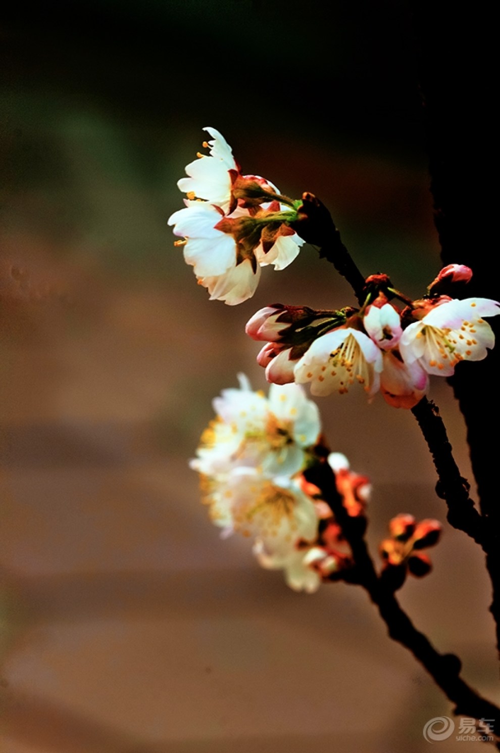 【【最美春色】樱桃花】_摄影论坛图片集锦