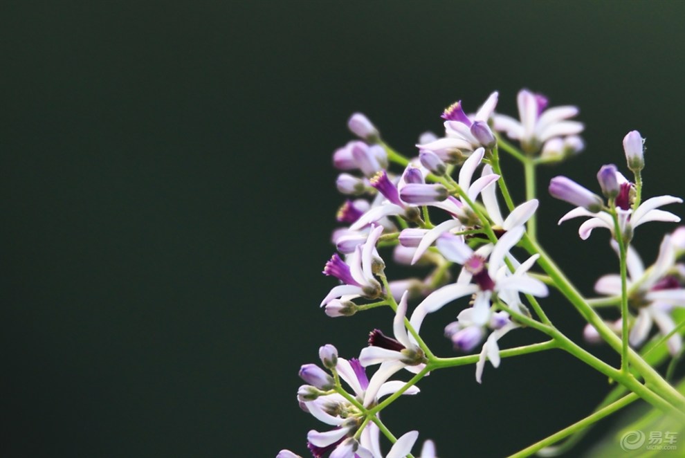 【楝花】_安徽论坛图片集锦_汽车论坛-易车网
