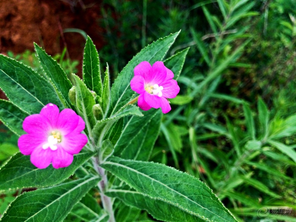 山上的野花