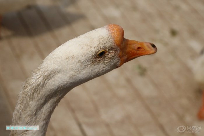 【鸭和鹅】_宠物当家论坛