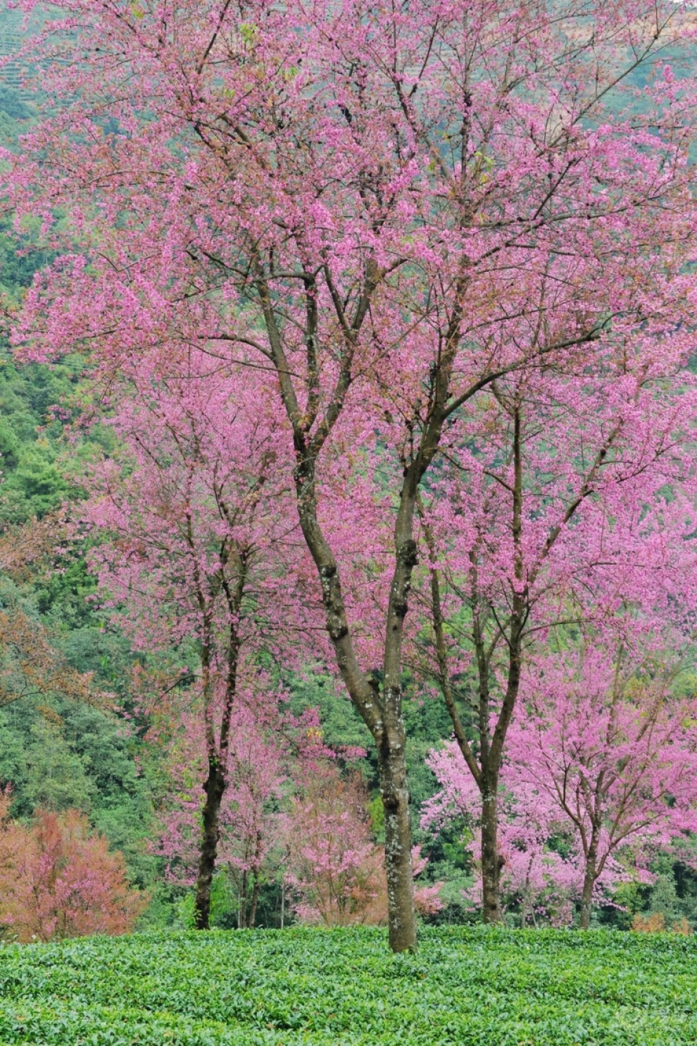 【无量山樱花谷赏樱花】_云南论坛图片集锦_汽车论坛-易车网