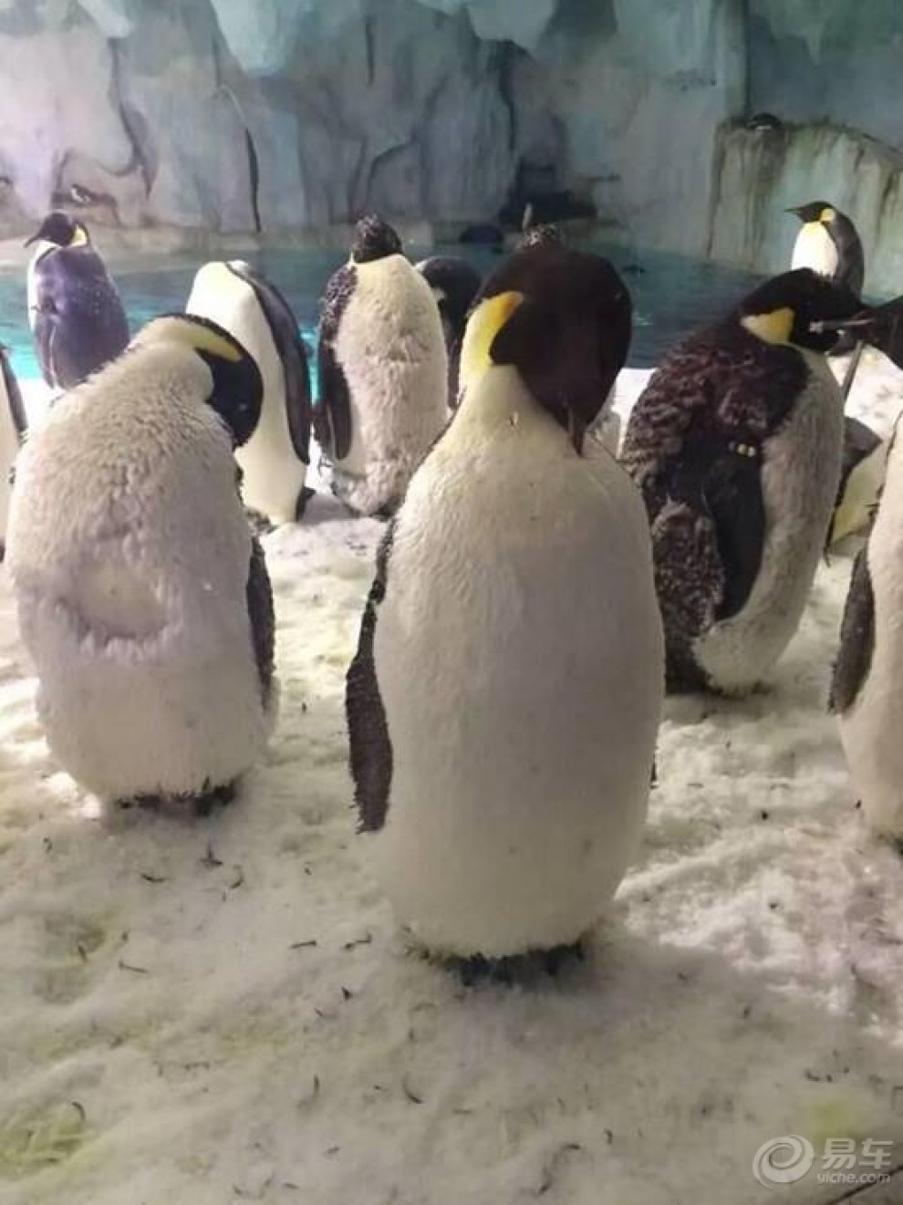 【考完试了,开上雅阁带孩子去珠海长隆玩了一