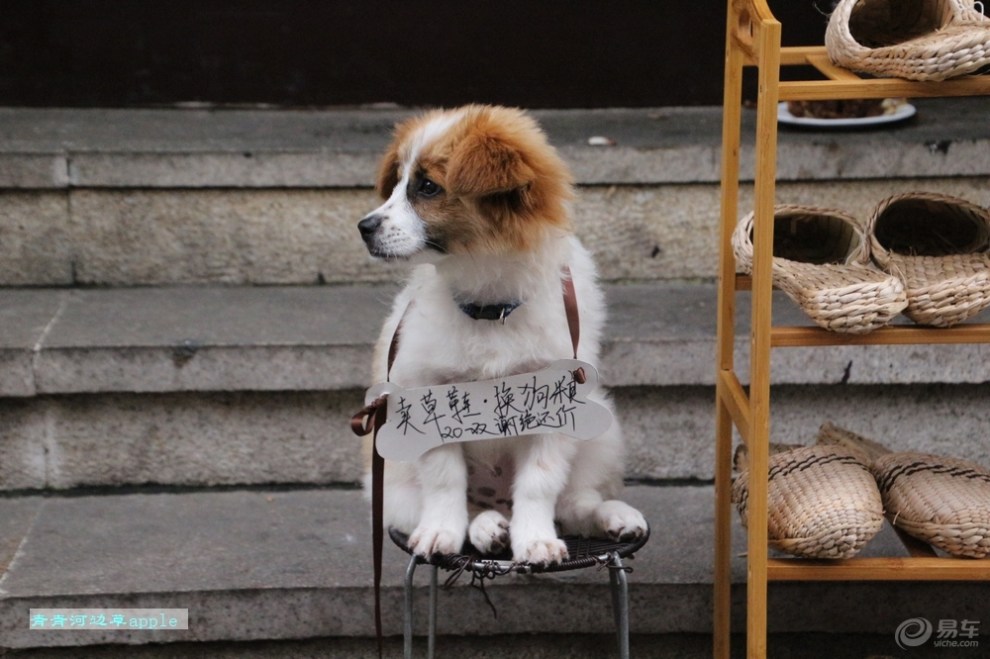 【【欢乐萌宠第五季】卖草鞋狗狗】_宠物当家