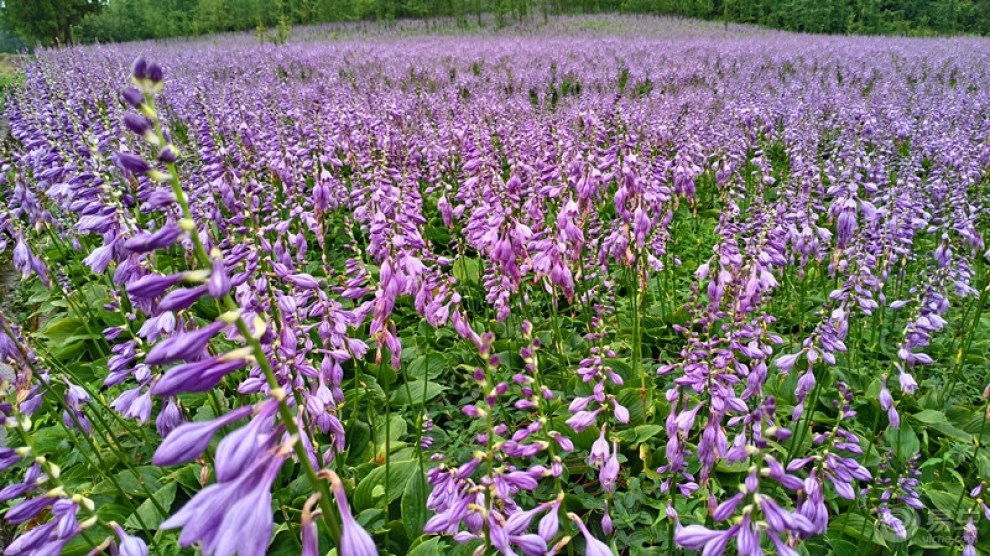 山巅也有紫花海--自驾山王坪玉簪花基地