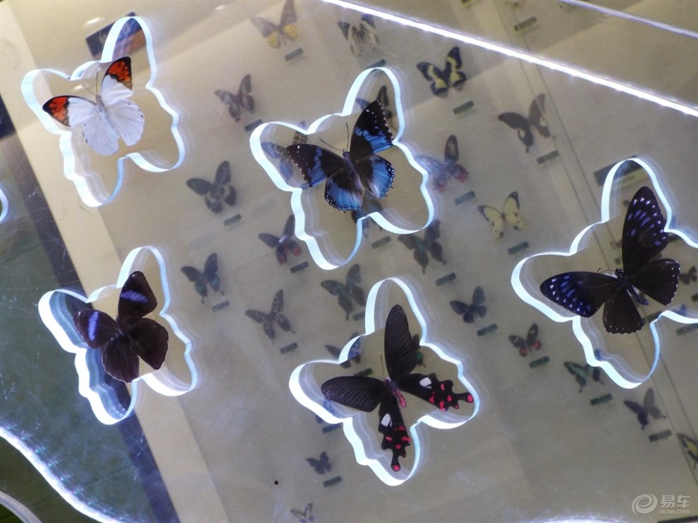 【【缤纷夏日自驾游】带女儿欣赏蝴蝶展览】_黑龙江论坛图片集锦_汽车论坛-易车网