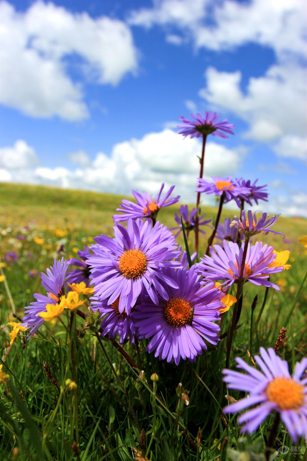 【周末去哪儿?川西高原花海等着你!】_四川论